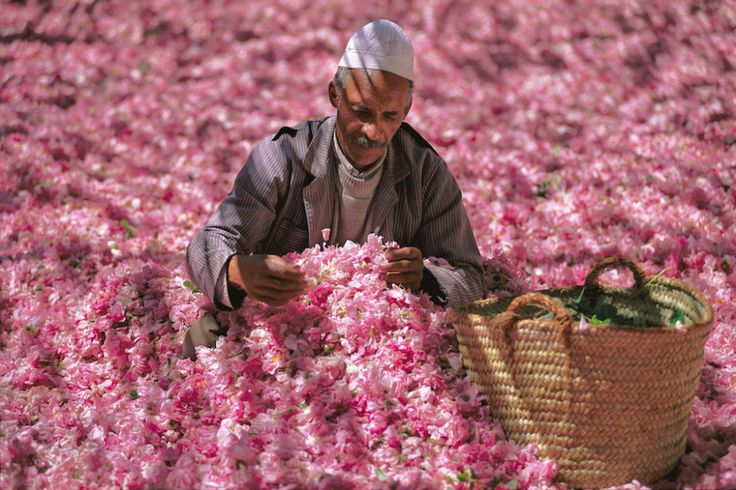 A man relaxes in a vibrant field of pink roses, showcasing the beauty of Rose Valley, Morocco. Perfect for spring visits!